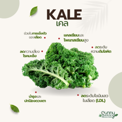 เคลสำหรับผักสลัด