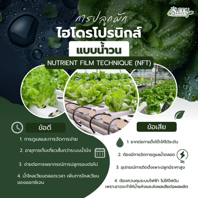 ปลูกผักไฮโดรโปรนิกส์ 