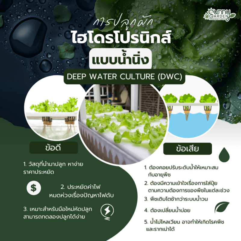 ปลูกผักไฮโดรโปรนิกส์ 