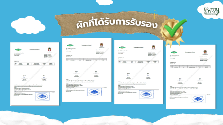 ปลูกผักไฮโดรโปรนิกส์ 