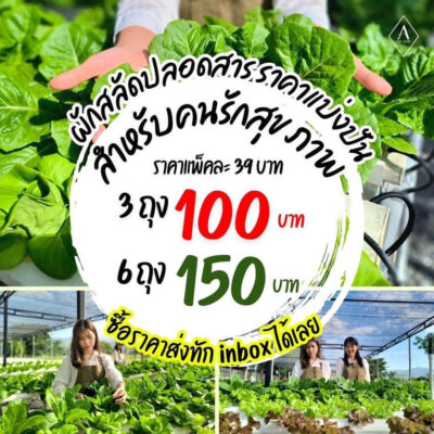 โปรโมชั่น ผักสลัด ราคาส่ง