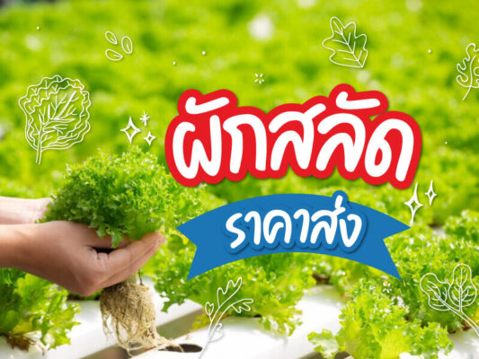 cover ผักสลัด ราคาส่ง