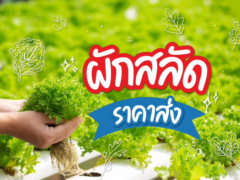 cover ผักสลัด ราคาส่ง