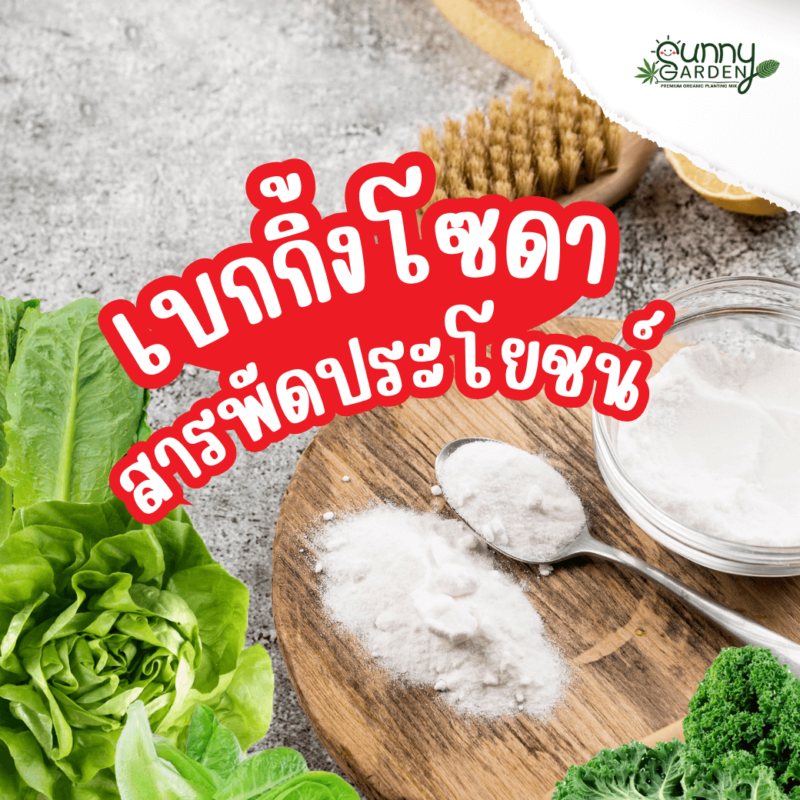 เบกกิ้งโซดาล้างผัก