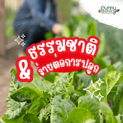 ไฮโดรโปนิกส์ VS ดิน