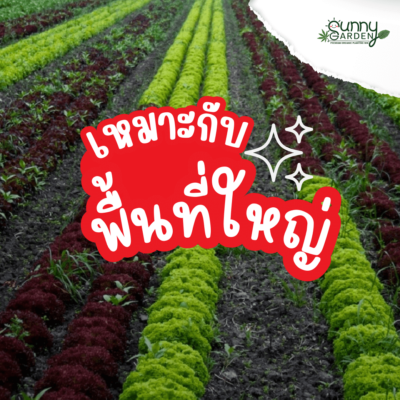 ไฮโดรโปนิกส์ VS ดิน