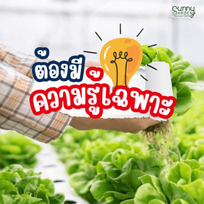 ไฮโดรโปนิกส์ VS ดิน