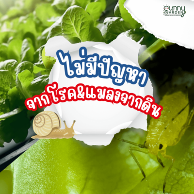 ไฮโดรโปนิกส์ VS ดิน