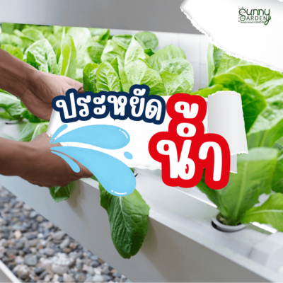 ไฮโดรโปนิกส์ VS ดิน