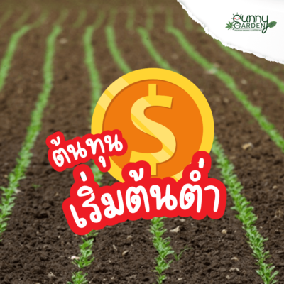 ไฮโดรโปนิกส์ VS ดิน