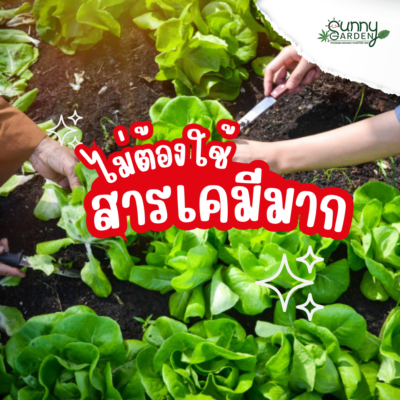 ไฮโดรโปนิกส์ VS ดิน