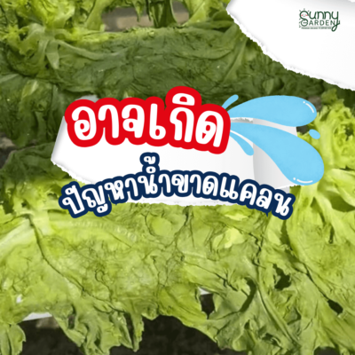 ไฮโดรโปนิกส์ VS ดิน