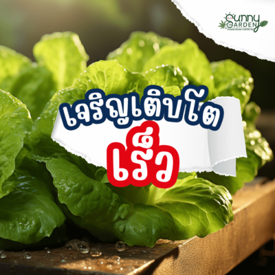 ไฮโดรโปนิกส์ VS ดิน
