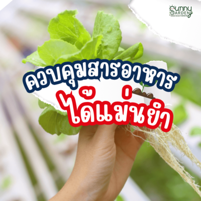 ไฮโดรโปนิกส์ VS ดิน