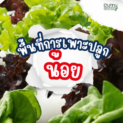 ไฮโดรโปนิกส์ VS ดิน