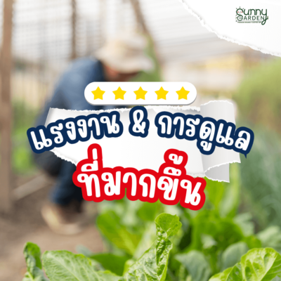 ทำไมผักปลอดสารจึงแพง