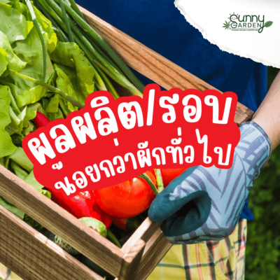 ทำไมผักปลอดสารจึงแพง
