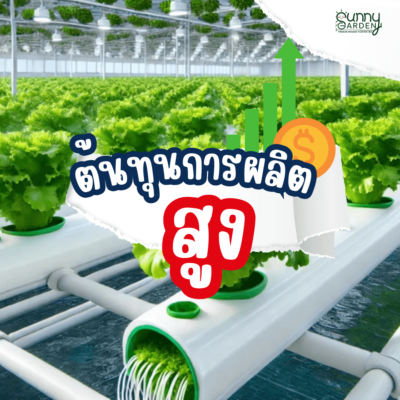 ทำไมผักปลอดสารจึงแพง