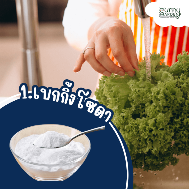 ล้างผัก