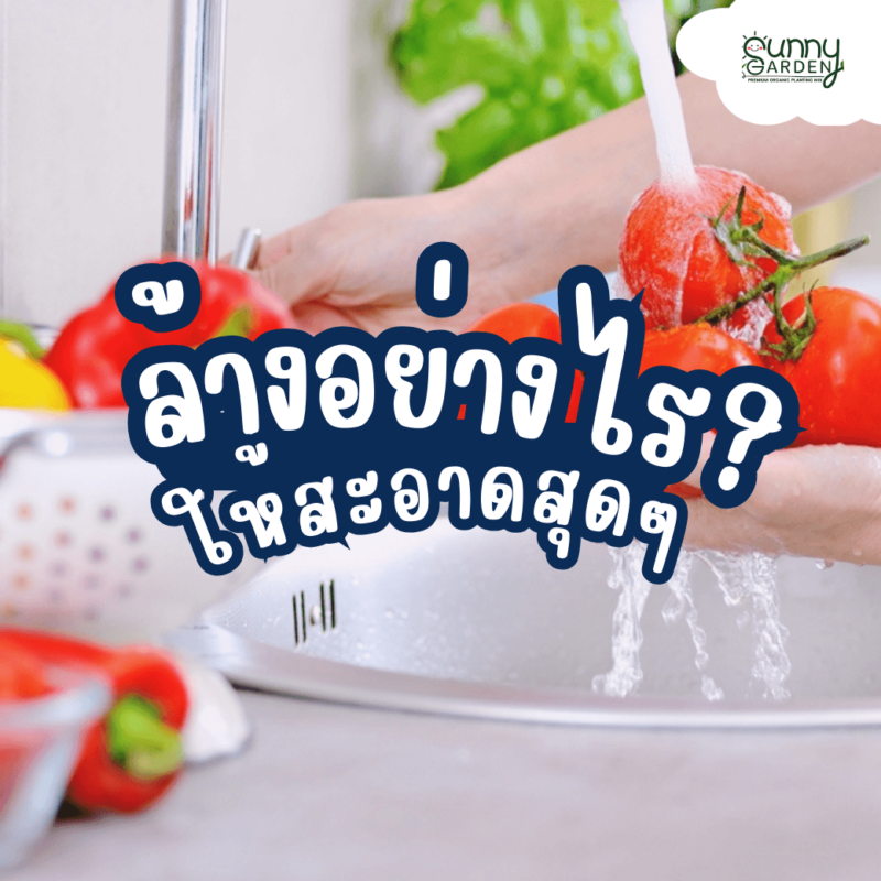 ล้างผัก