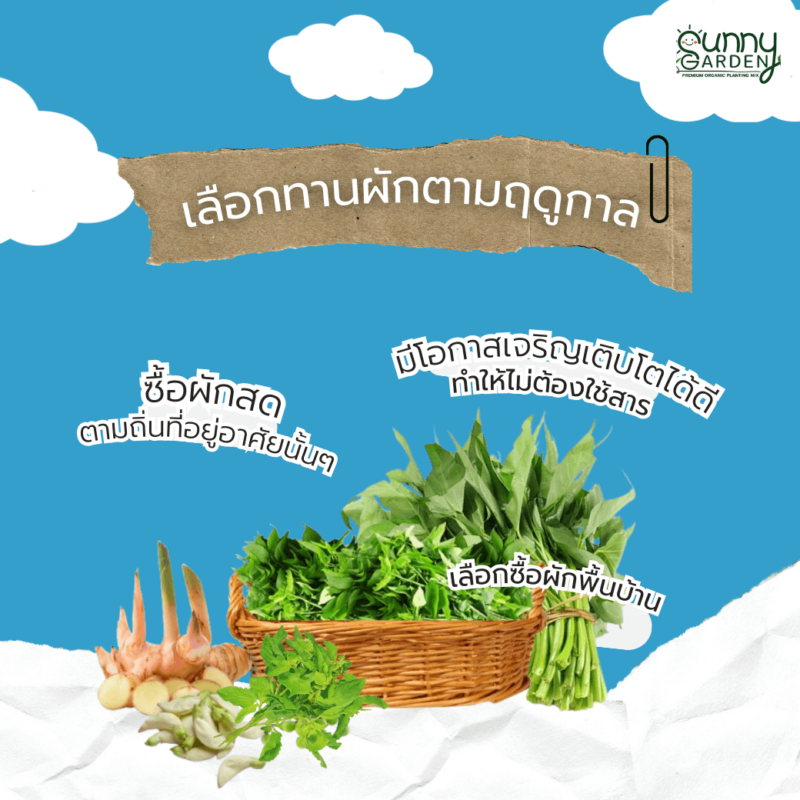 ผักปลอดสาร
