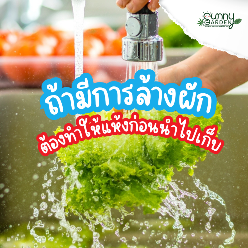 เก็บผักให้อยู่นาน