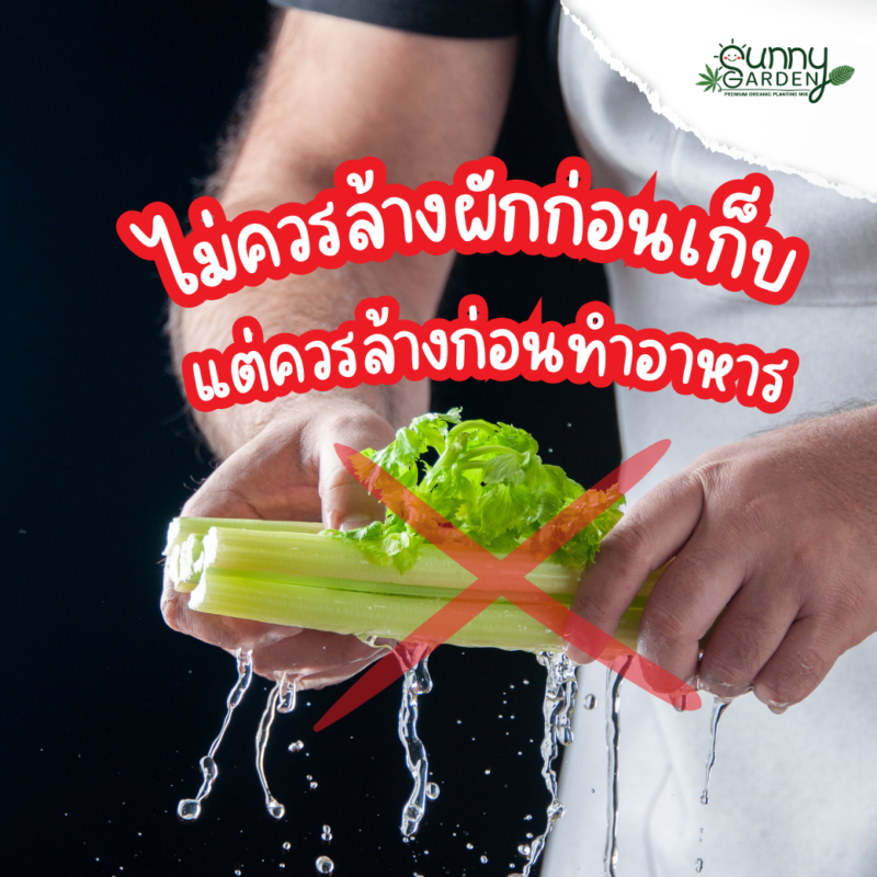 เก็บผักให้อยู่นาน