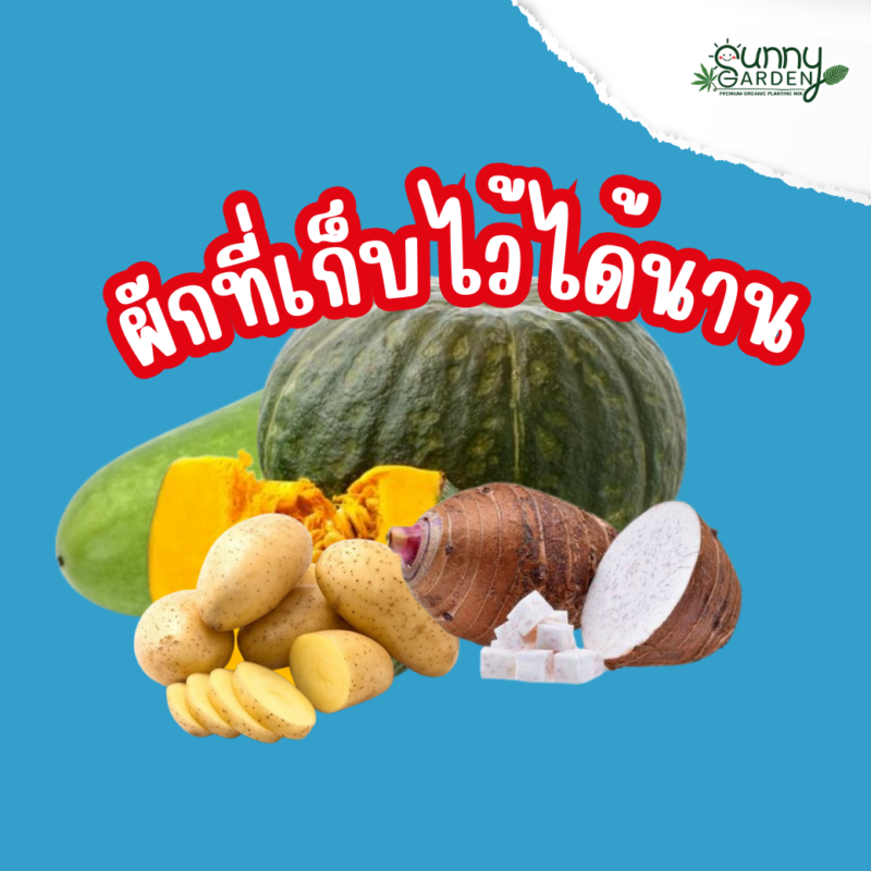เก็บผักให้อยู่นาน