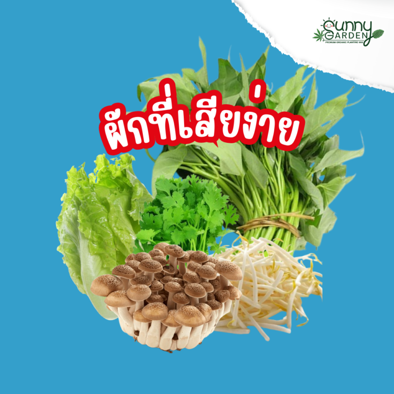 เก็บผักให้อยู่นาน