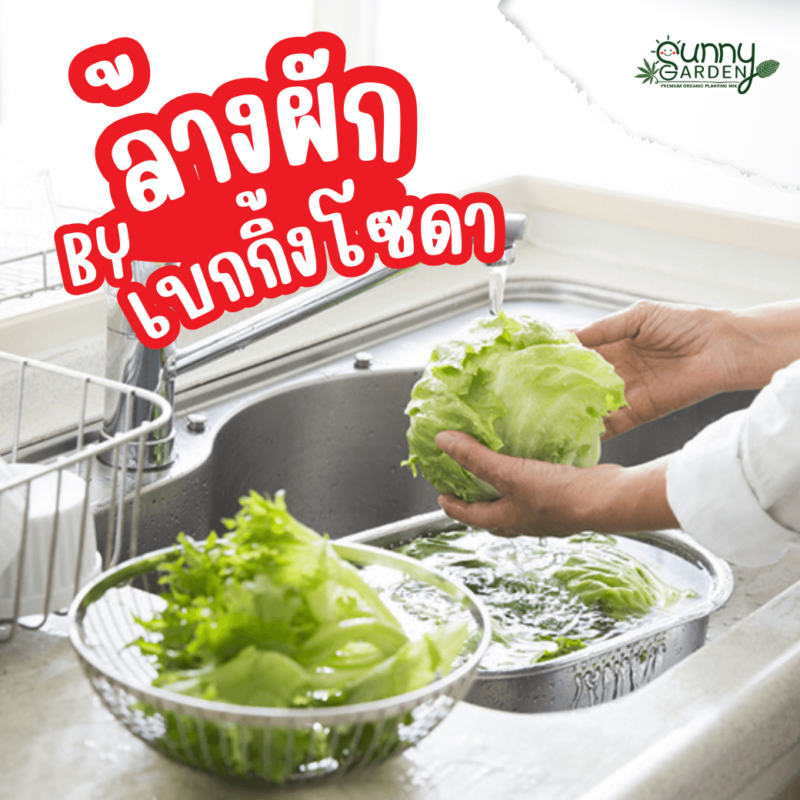 เบกกิ้งโซดาล้างผัก
