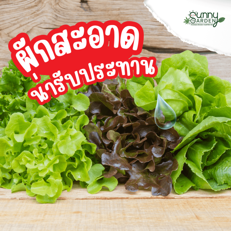 เบกกิ้งโซดาล้างผัก