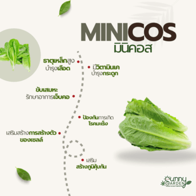ประโยชน์มินิคอส