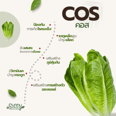 ประโยชน์คอส