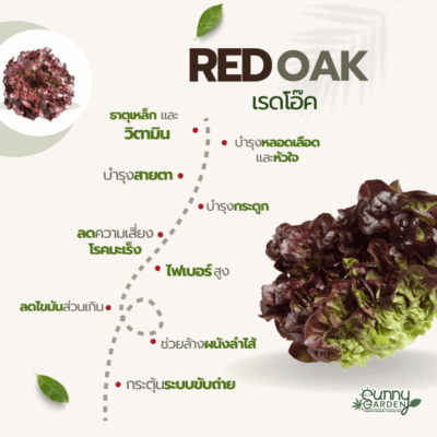 ปรโยชน์เรดโอ๊ค