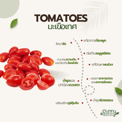 ประโยชน์มะเขือเทศ