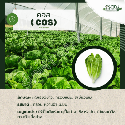 รสชาติผัก