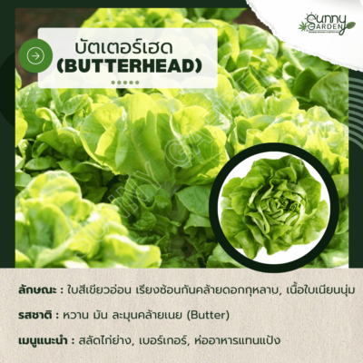 รสชาติผัก