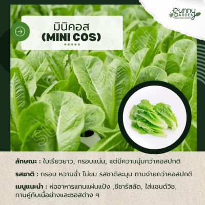 รสชาติผัก