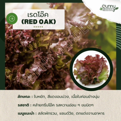 รสชาติผัก