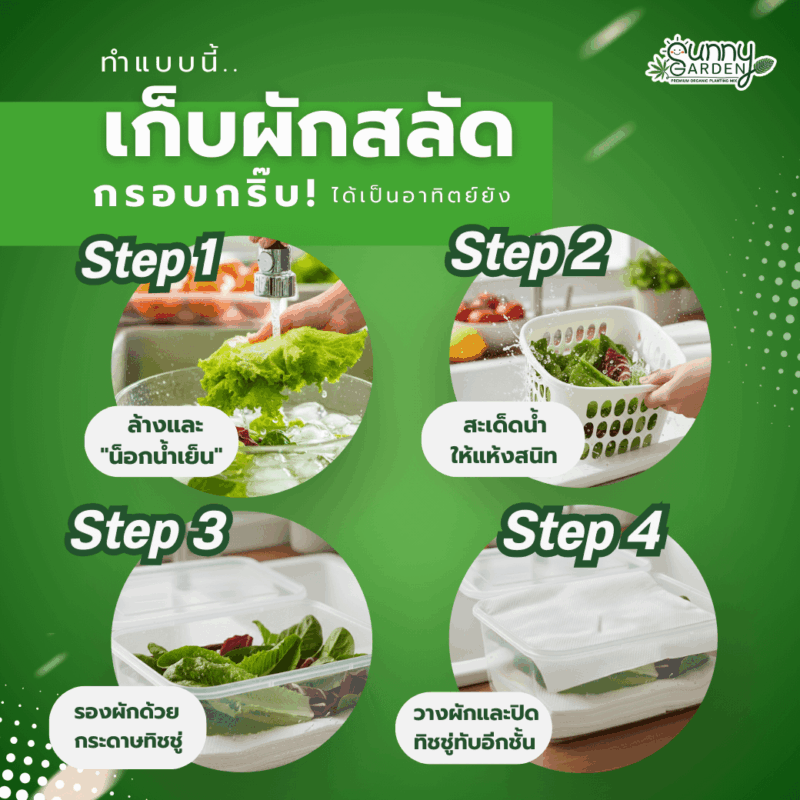 เก็บผักสลัดให้กรอบ
