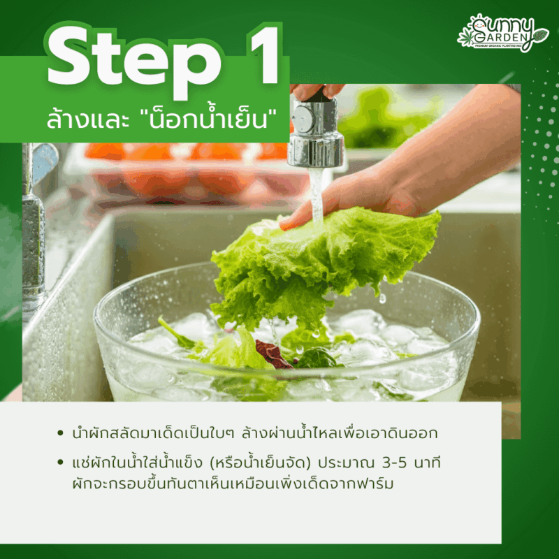 เก็บผักสลัดให้กรอบ